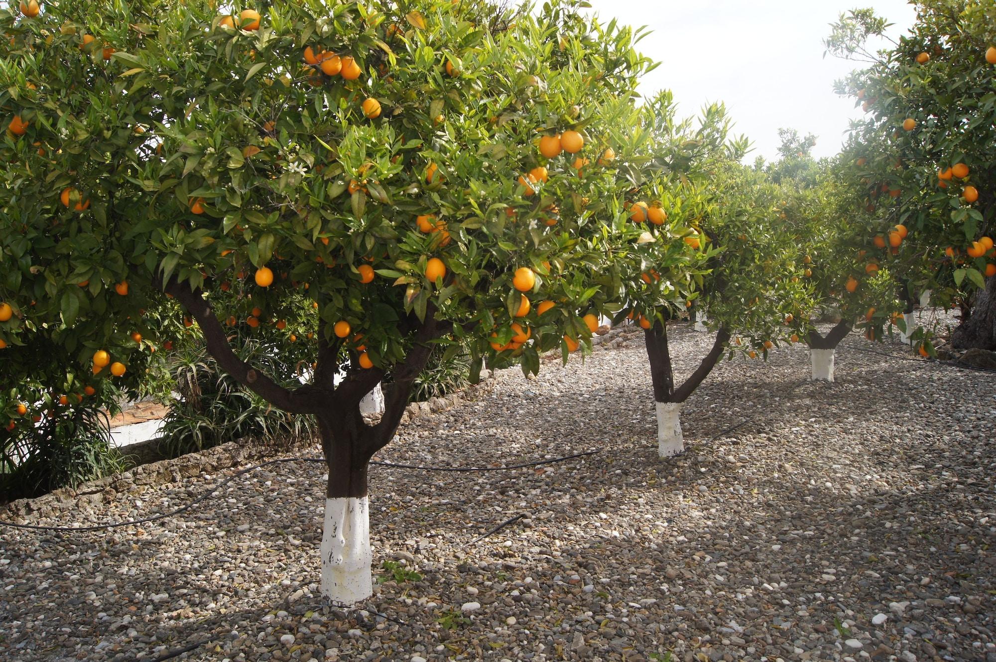 Casa De Orange Alhaurín el Grande