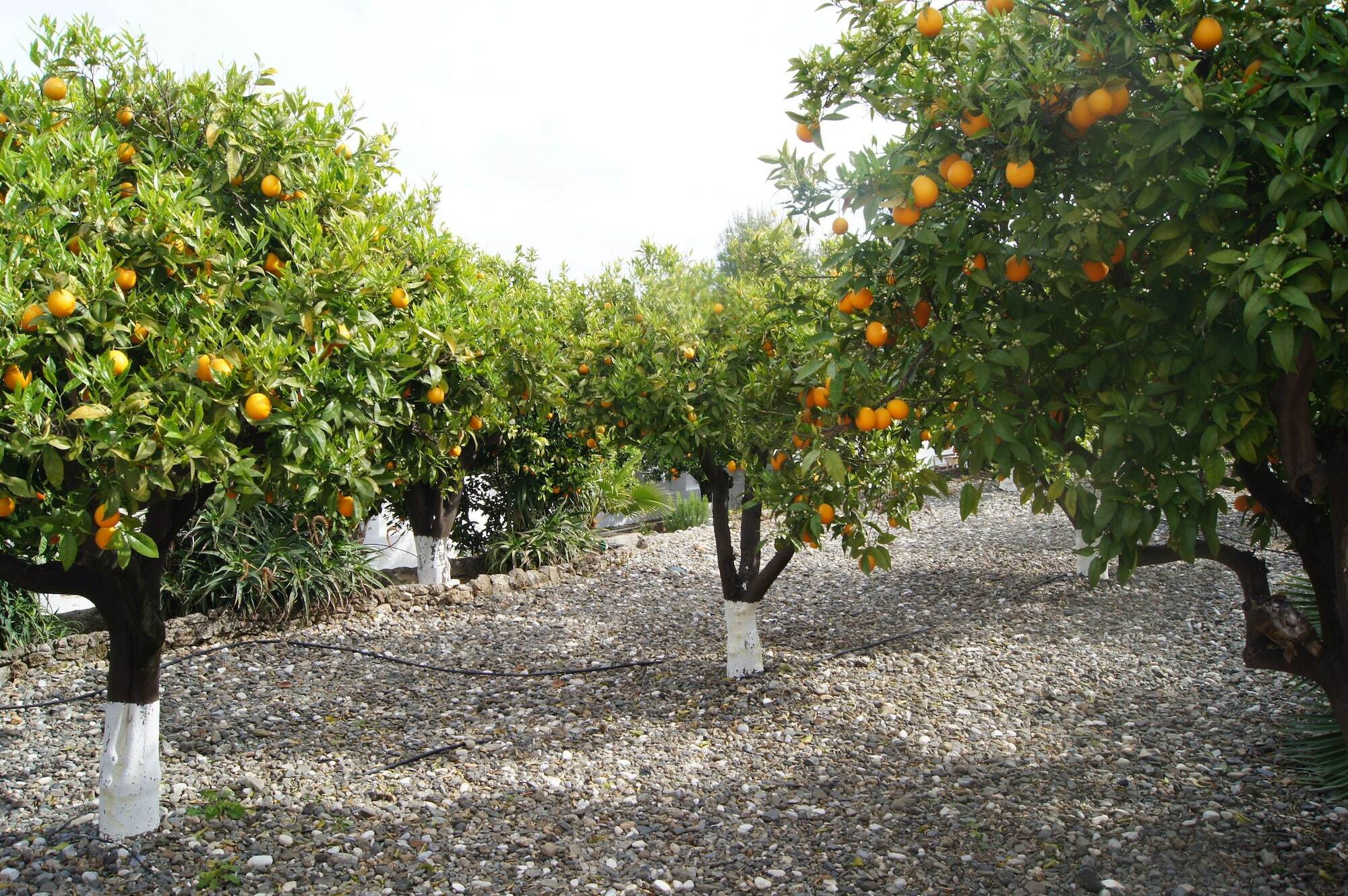 Frühstückspension Casa De Orange Alhaurín el Grande